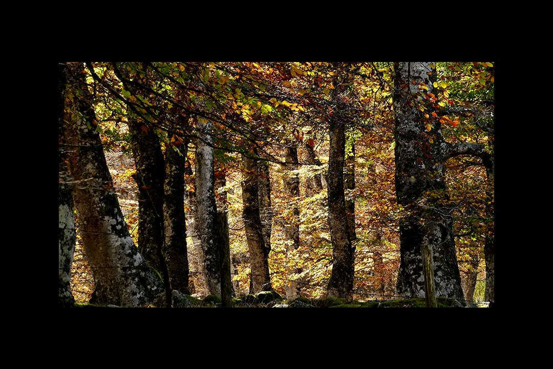 Trees Trees